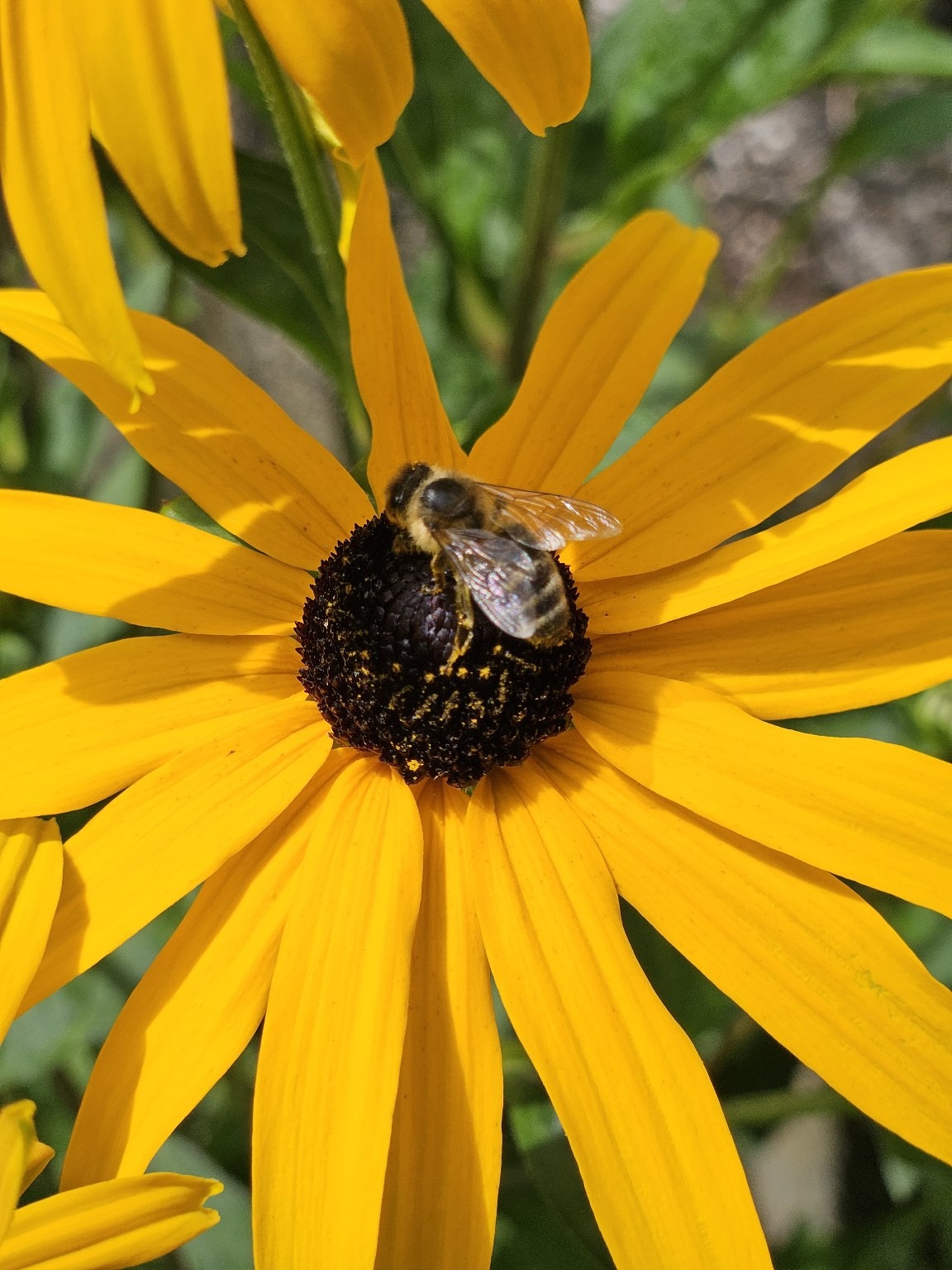 Bio-Hobbygarten.de, Mischkultur, natürliche Schädlingsbekämpfung, Nachhaltiger Garten