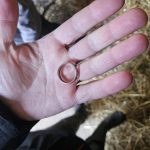 Goldring in Pferdebox verloren und wiedergefunden